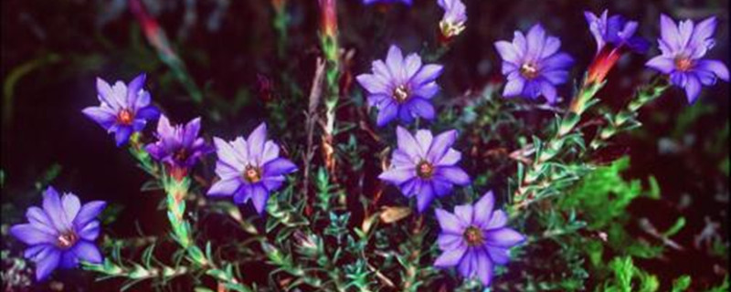 龙胆草怎么养(龙胆草的栽培技术与管理)