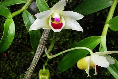 金钗石斛的功效与作用看看生长图片