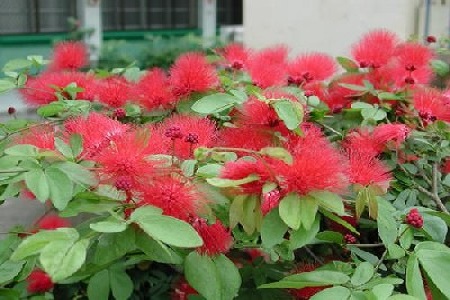 朱缨花的功效与作用有毒吗