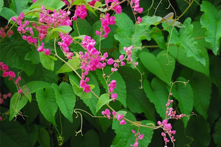 秋季花卉养殖管理(秋季养花常识大全)