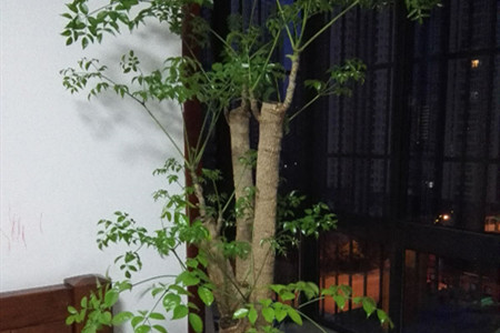 福禄桐叶子下垂发黄