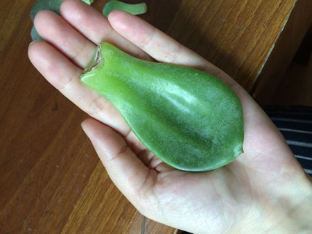 白凤叶插多久发芽