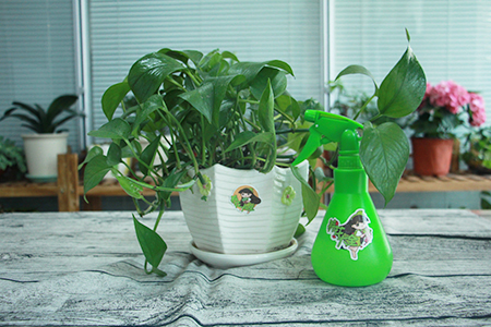 绿萝枯萎了怎么回事