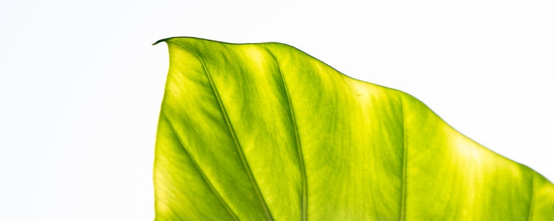 龟背竹的花语和寓意送人有什么禁忌(龟背竹的花语是什么)