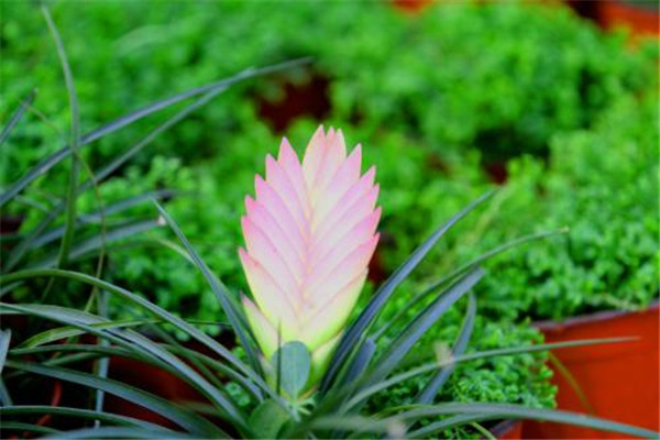 如何使铁兰在元旦开花(临沂到诸城的客车时刻表)