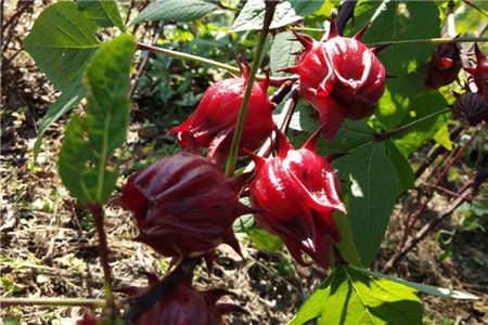 洛神花是什么东西?