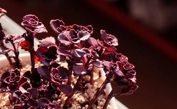 小球玫瑰变绿的原因(小球玫瑰发绿)