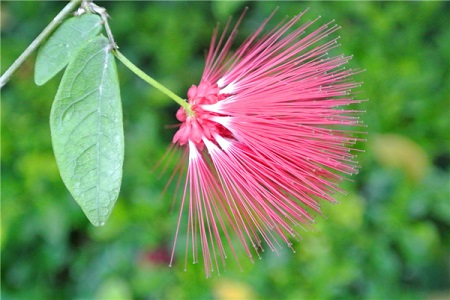 朱缨花的功效与作用有毒吗