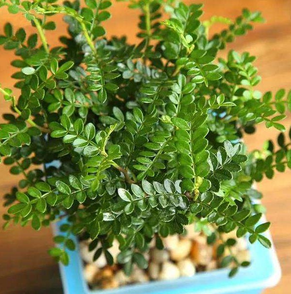 家里面放什么树