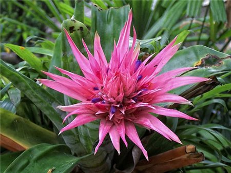 美叶光萼荷怎么养殖