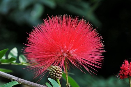 朱缨花的功效与作用有毒吗