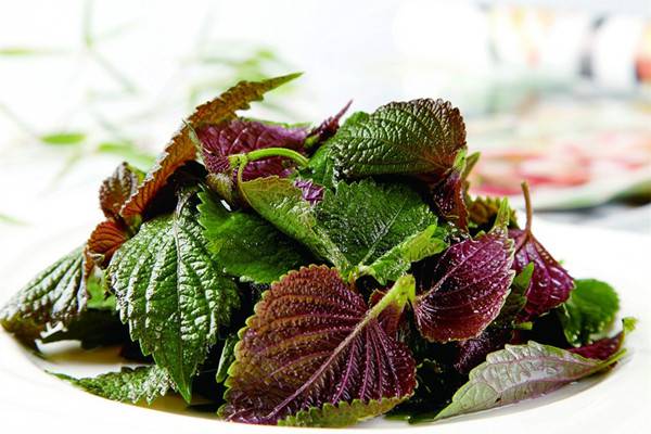 紫苏的功效与作用(白芷的功效与作用)