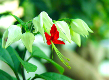 秋季养花常识大全