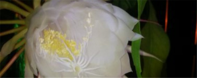 昙花是什么花昙花的图片(何为昙花)
