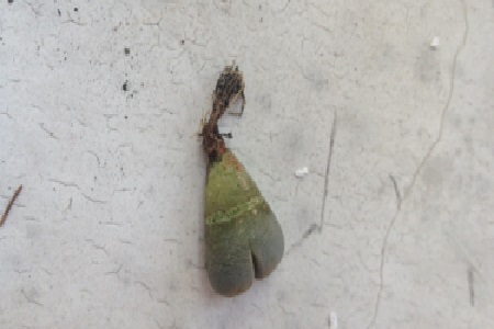 生石花化水了还可以拯救吗?