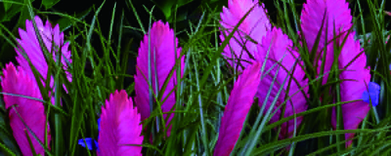 铁兰花怎么养(铁兰花怎么养更好)