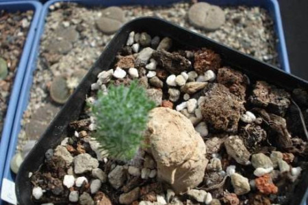 雾冰玉是否一年四季都长