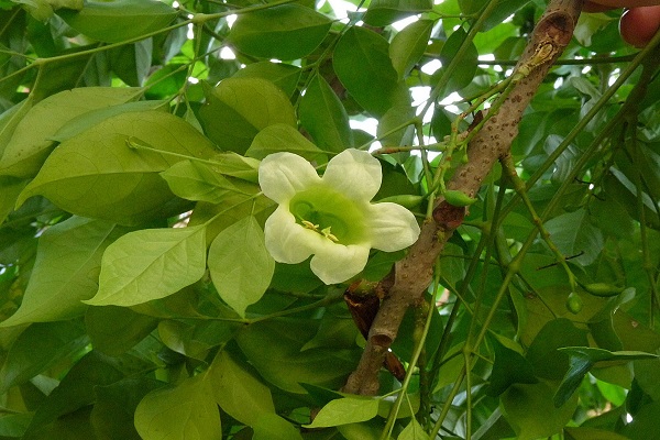 绿宝树的功效与作用(绿宝树图片价格)