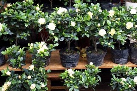 盆栽栀子花的养殖用什么土