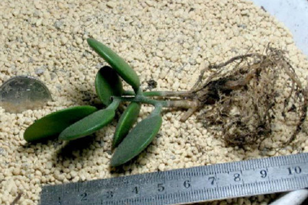 碧雷鼓的养殖方法和注意事项