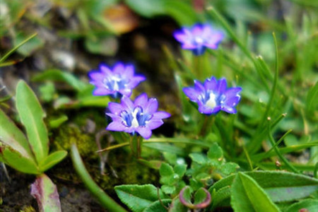 龙胆草的栽培技术与管理