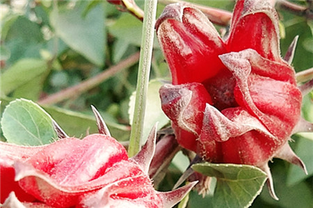 洛神花茶功效与作用茶的功效与作用