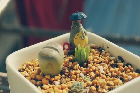 生石花化水了还可以拯救吗?