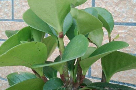 豆瓣绿的水培养殖方法和注意事项