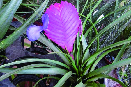 铁兰花怎么养更好