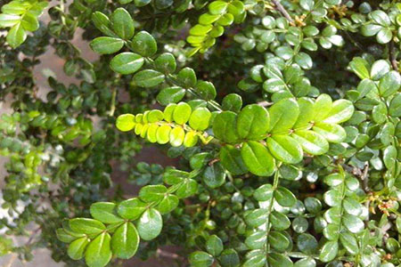 胡椒木怎么扦插成活才高