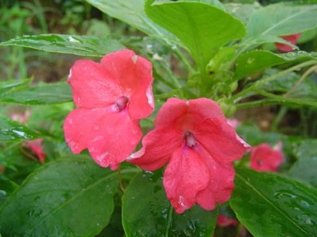 玻璃翠的修剪和养殖