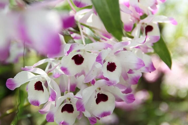 金钗石斛的功效与作用(金钗石斛的功效与作用看看生长图片)