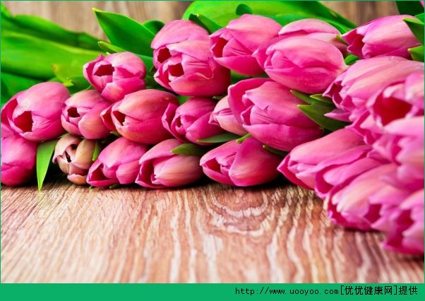 郁金香发根后可以移栽吗