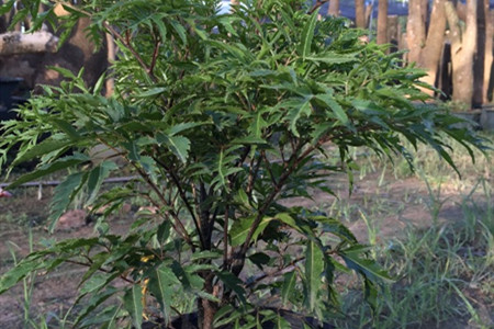 福禄桐叶子下垂发黄