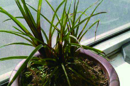 铁兰花怎么养更好