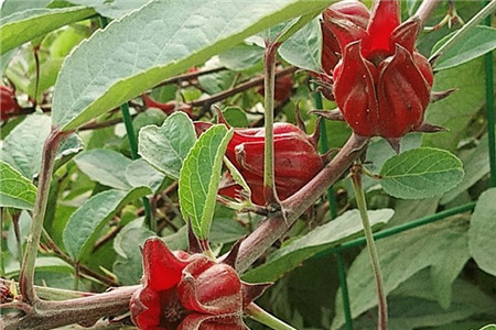 洛神花是什么东西?