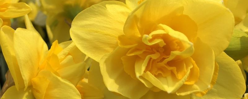 盆栽水仙花养殖方法水仙花能在室内养吗(水仙花可以室内养吗)