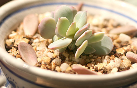 白凤叶插多久发芽