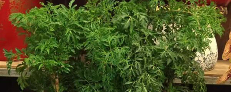 福禄桐叶子发黄掉落什么原因黄叶枯萎的原因及补救办法(福禄桐叶子下垂发黄)