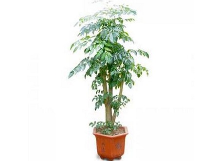 绿宝树图片价格