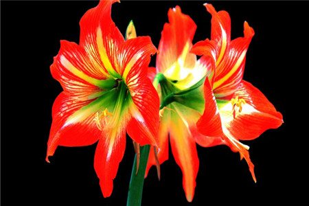 蜡封朱顶红怎么养