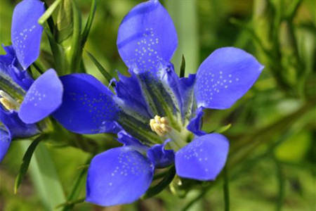 龙胆草的栽培技术与管理