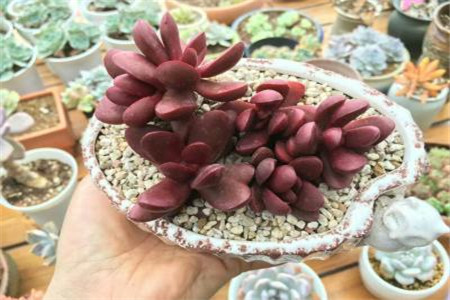 多肉叶子发黄怎么办?