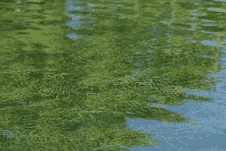 菹草的种植方法