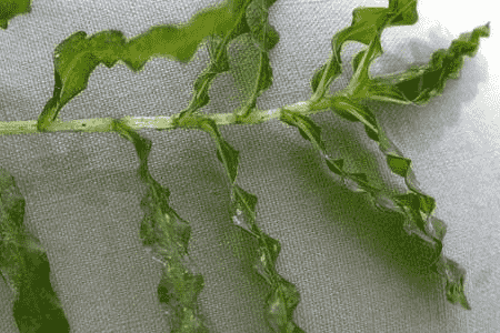 菹草的种植方法