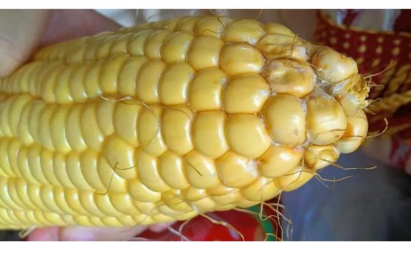 玉米轻微发霉还能吃吗隔夜的玉米能吃吗(玉米发霉了煮了有毒么)