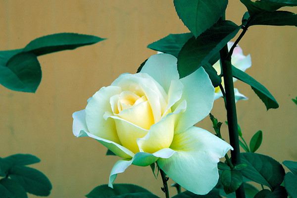 月季花盲枝是怎么回事(月季花盲枝怎么办)