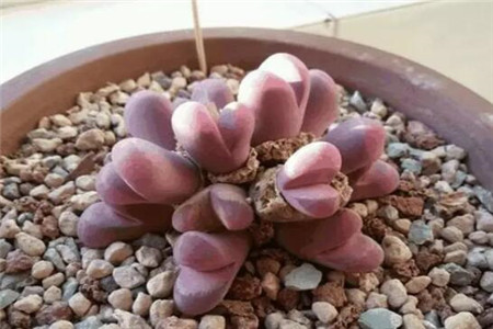 猴屁股什么颜色