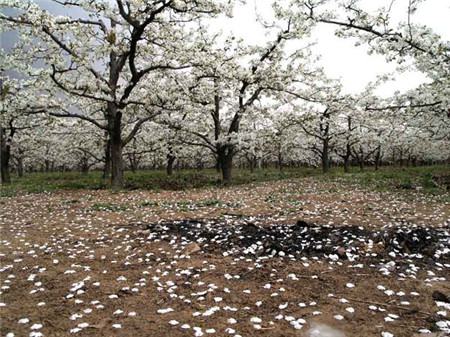 梨树结果图片