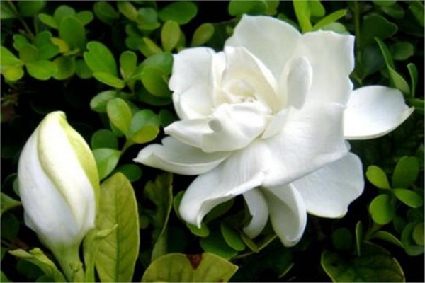 栀子花的药用功效(栀子花功效与作用机理)